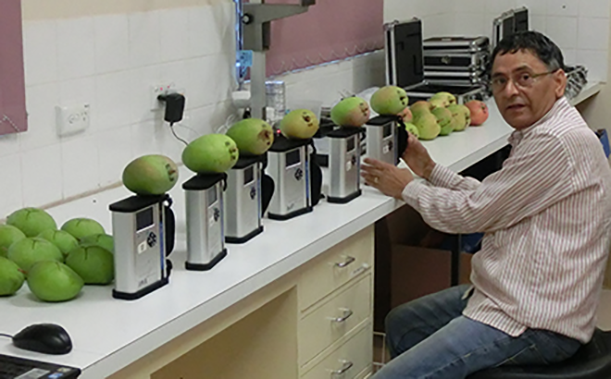 Man sitting in front a row of mangoes on an infrared device